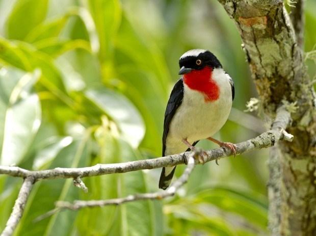Parque Estadual Saíra-Apunhalada é criado em Vargem Alta para proteger ave mais ameaçada do Brasil