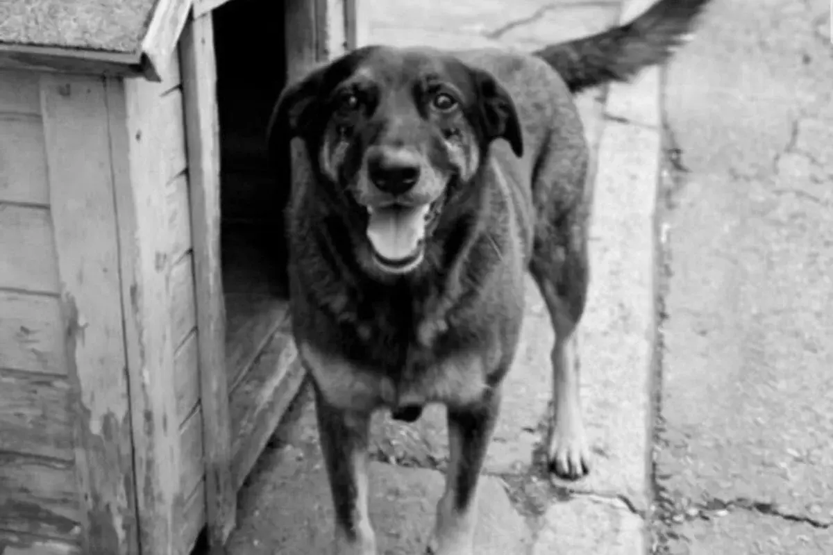 Adolescentes suspeitos pela morte do cão Orelha estão na Disney