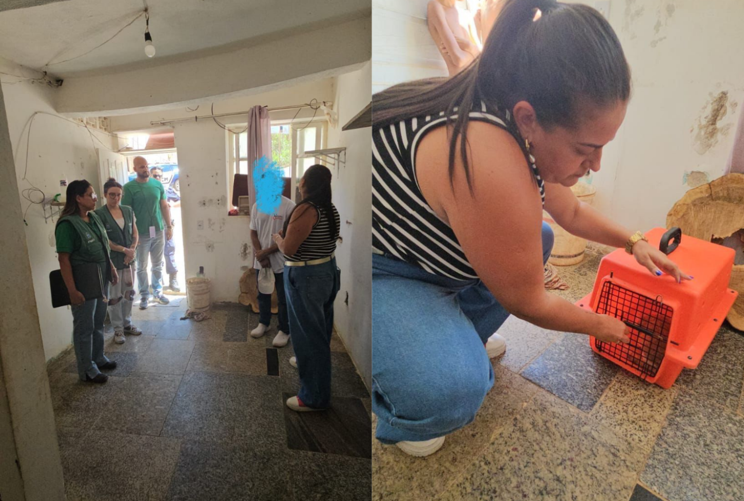 Gatinha é resgatada após denúncias de maus-tratos em Cachoeiro