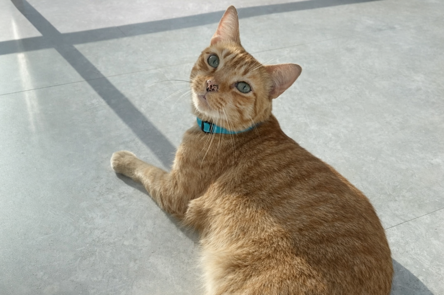 Onde está Hércules? Gato laranja desaparece em Colina de Laranjeiras, na Serra