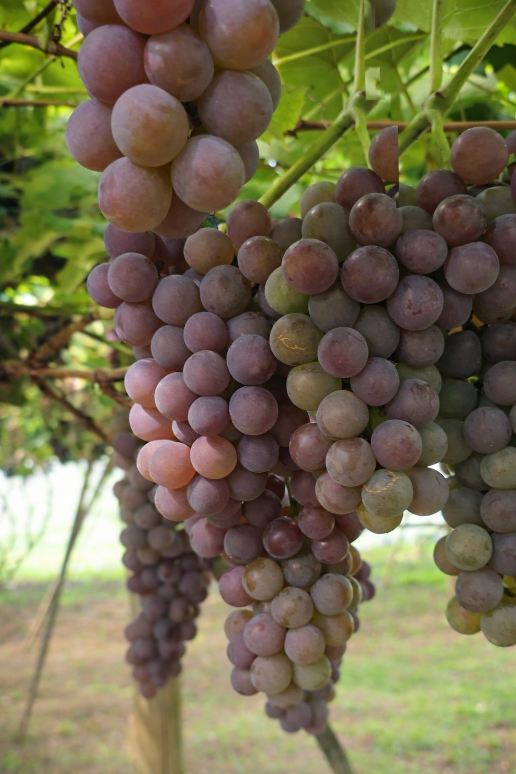 Em Fruteiras Nova, as uvas cultivadas por Seu Jaime Grillo e Dona Lourdes carregam mais do que sabor: guardam memória, tradição italiana e o cuidado de quem transforma a terra em acolhimento.