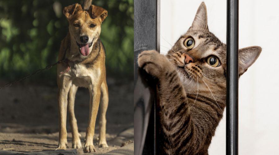 Prefeitura de Vila Velha abre inscrições para castração gratuita de cadelas e gatas
