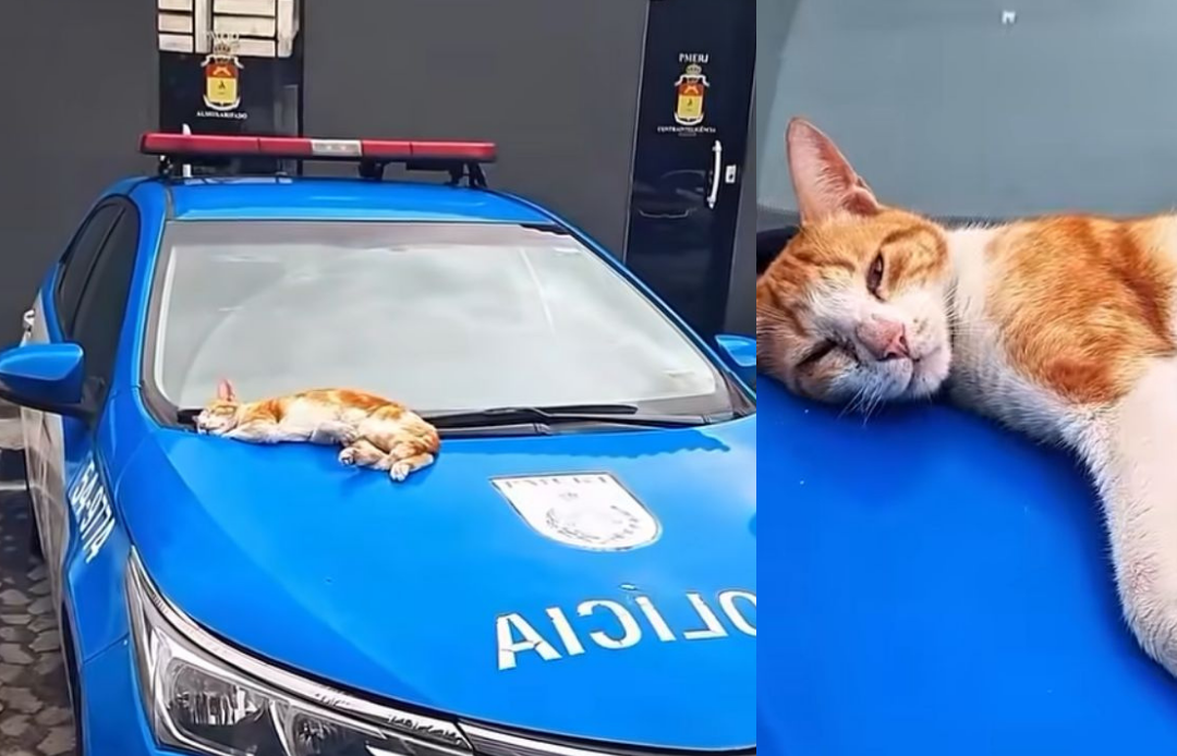 “Soldado” dorminhoco: gatinho do BEPE viraliza ao cochilar em viatura no Rio