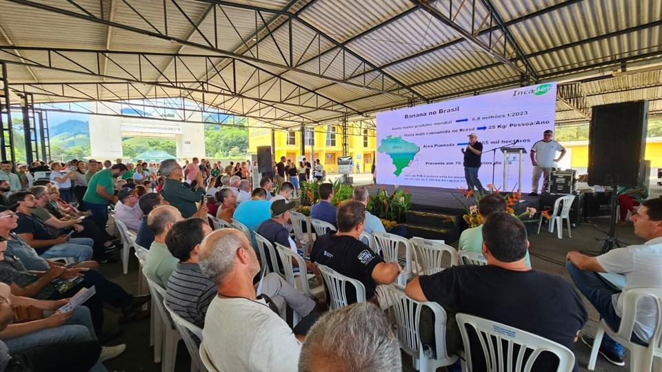 Alfredo Chaves lança banana Ambrosia: nova variedade promete alta produtividade e resistência