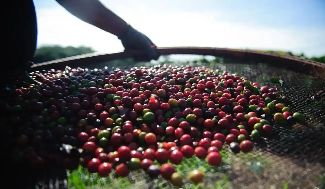 Brasil pode bater recorde histórico na produção de café em 2026, aponta Conab