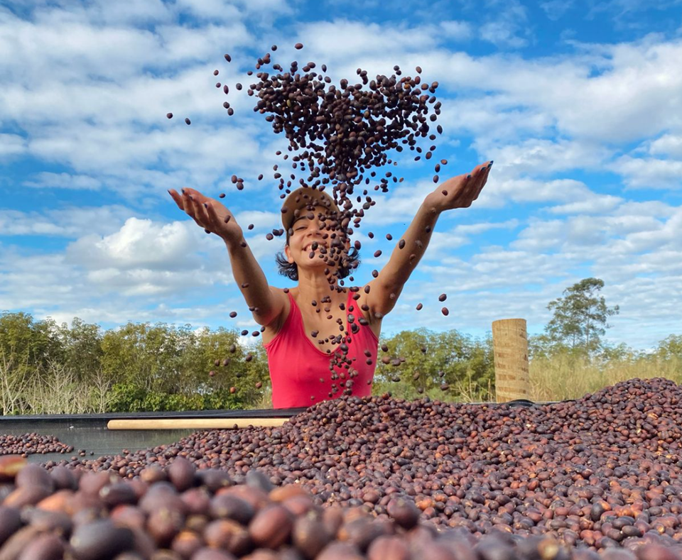 Espírito Santo projeta crescimento de 9% na safra de café em 2026 e consolida força da cafeicultura capixaba