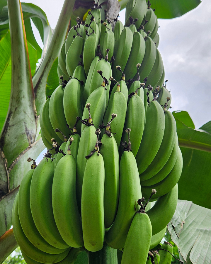 Mais produtividade e resistência: Incaper lança nova variedade de banana em Alfredo Chaves