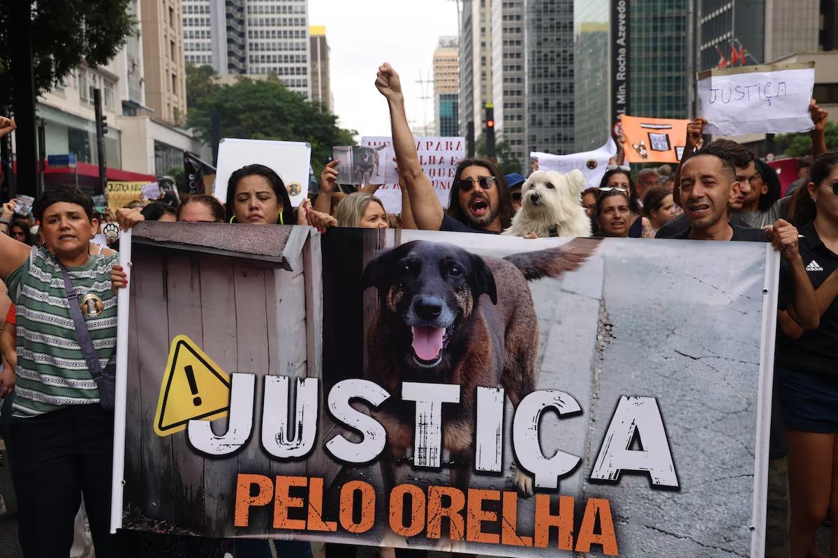 Polícia de SC identifica adolescente que matou cão orelha e pede internação