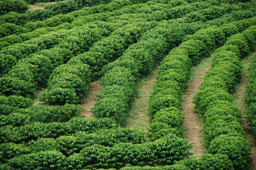 Projeto de Cafeicultura Sustentável fortalece produção e eleva padrão do café capixaba