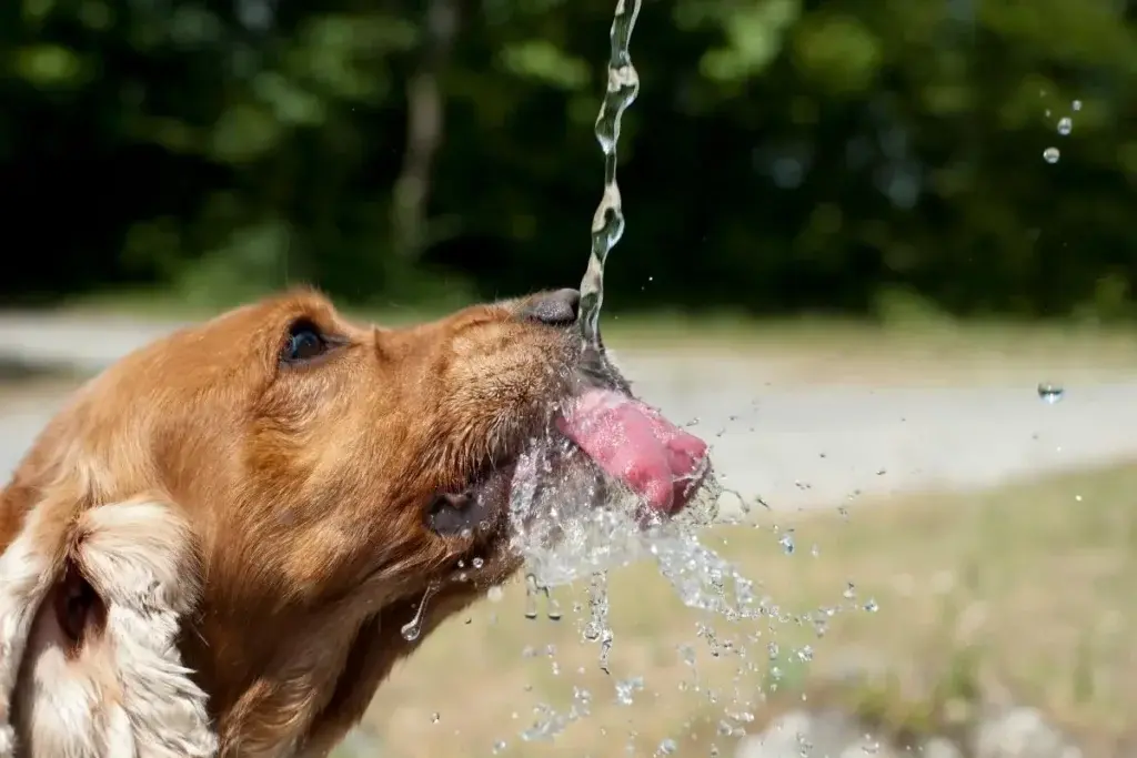 Rio sanciona lei que obriga bebedouros para animais em praças e parques