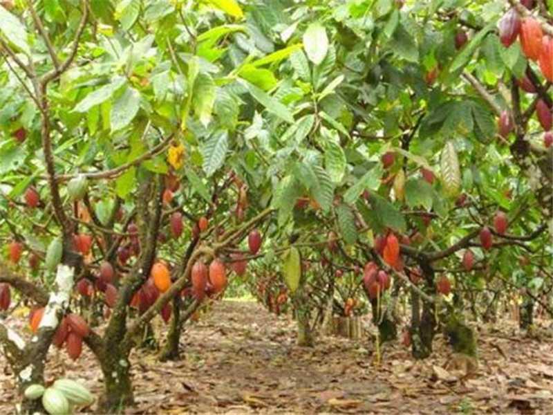 Alfredo Chaves promove seminário sobre cacau e reflorestamento para fortalecer produção rural