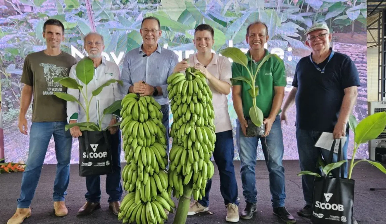 Após 20 anos de pesquisas, Espírito Santo lança nova variedade de banana