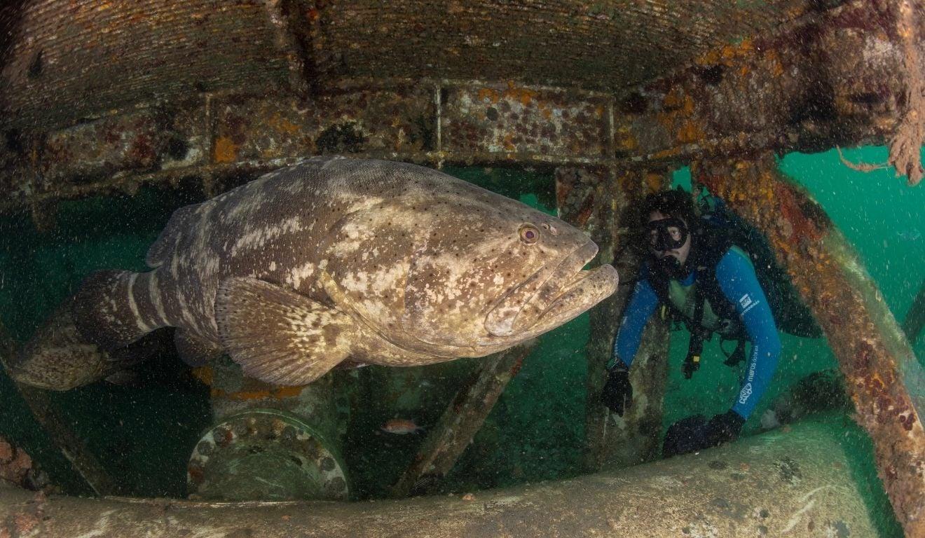 Cidade do ES é o maior berçário do Brasil de peixe ameaçado de extinção