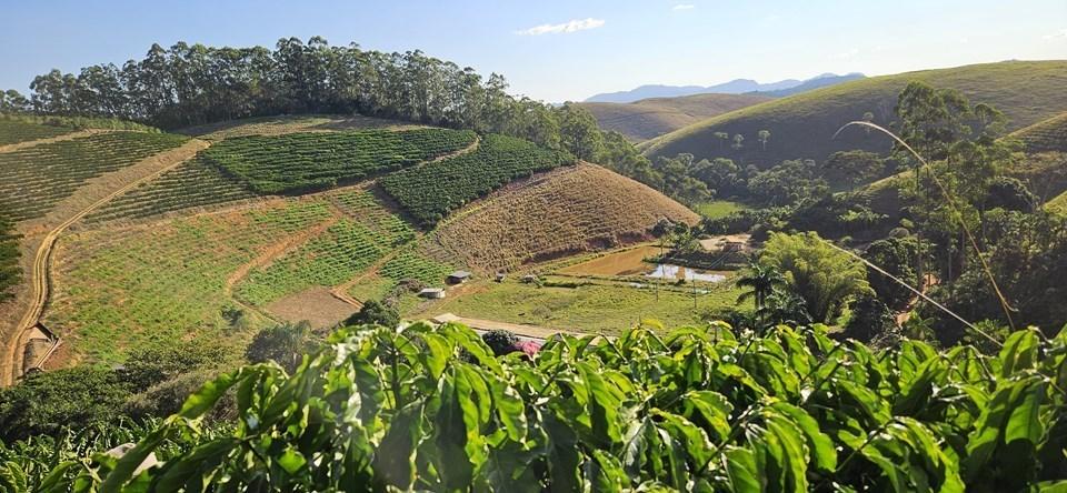 Clones de café elevam produtividade e revolucionam cafeicultura no Espírito Santo