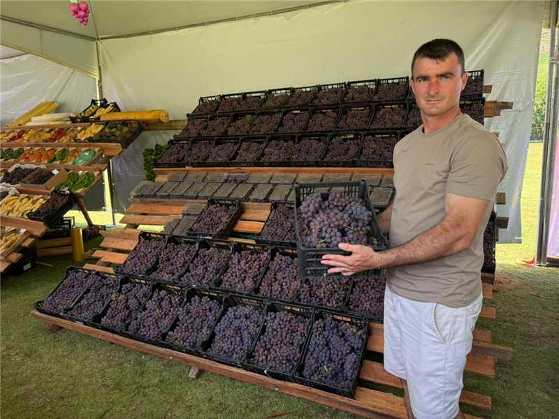 Festival da Uva e do Vinho promete comercializar 2 toneladas da fruta em Alfredo Chaves