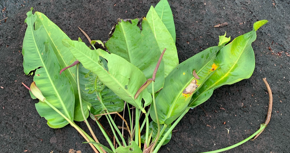 Nova espécie de antúrio é registrada no Espírito Santo durante expedição científica
