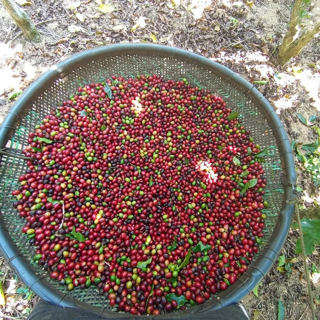 Safra de café conilon no Espírito Santo deve cair 12,2% em 2026/27, aponta consultoria