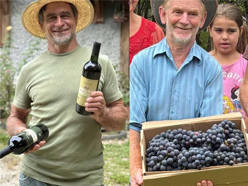 Tradição e força da produção de uva ganham destaque no Alfredo Rural