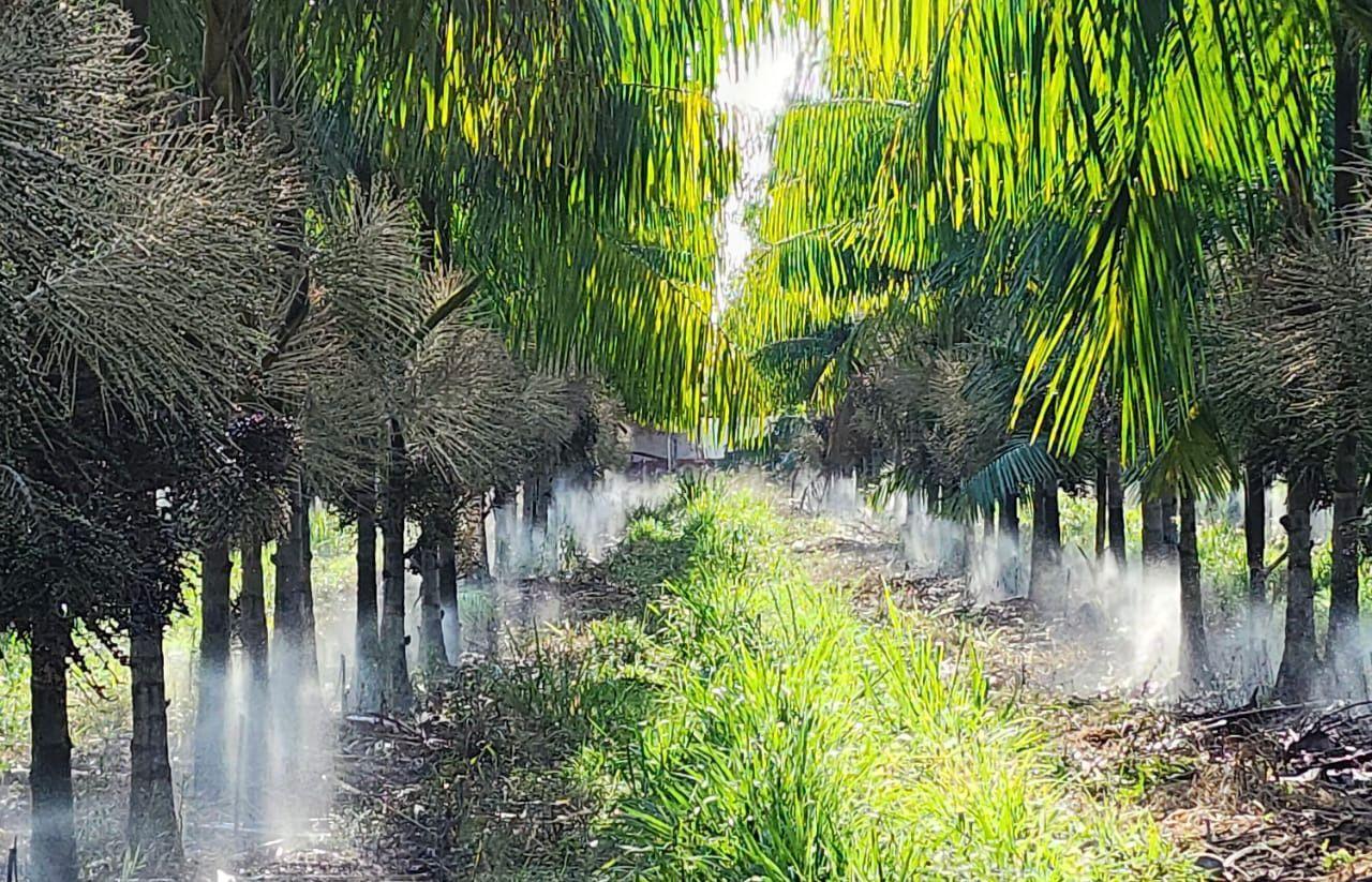 Açaí capixaba ganha o mundo: grupo compra fazenda no ES e mira fábrica nos EUA