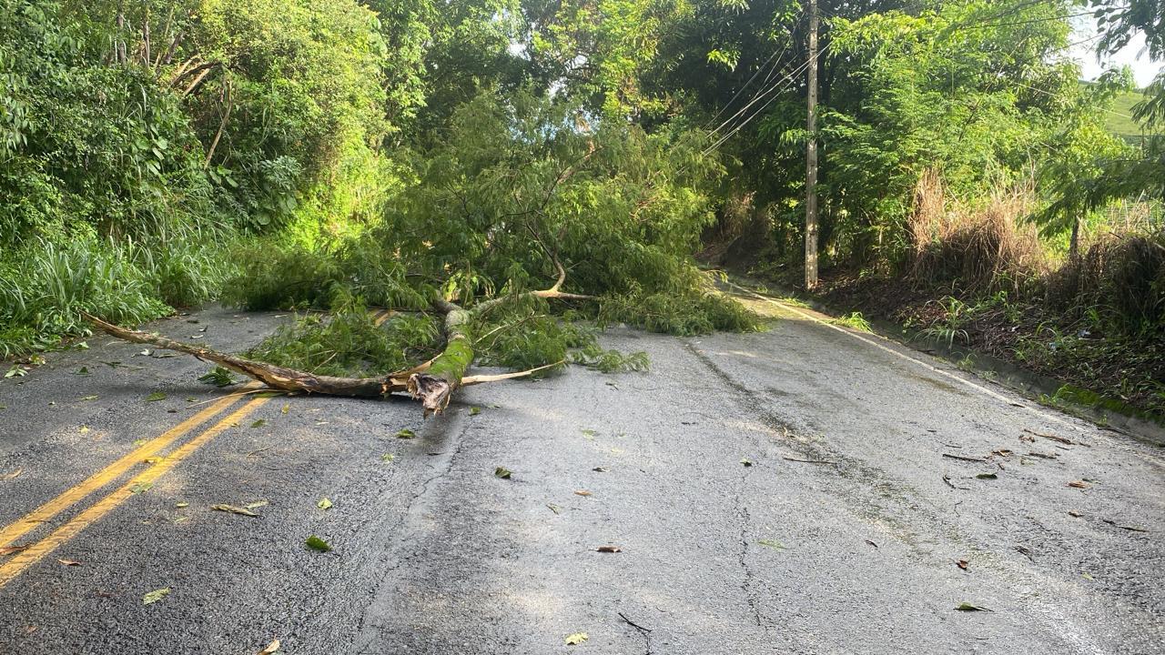 Árvore cai e interdita via na subida de Prosperidade em Vargem Alta