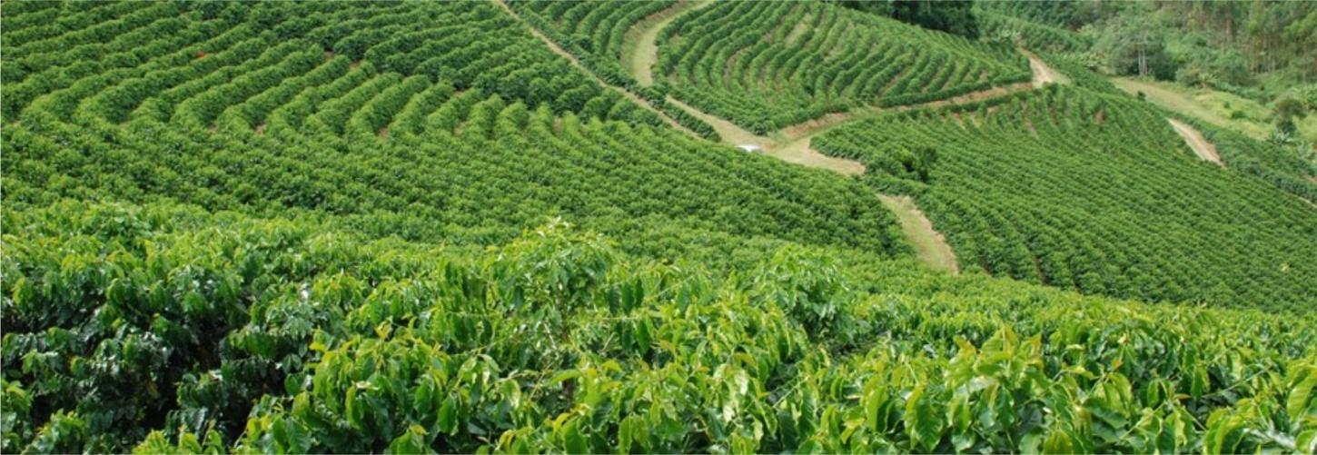 Café de qualidade em pauta: Vargem Alta recebe dia de campo com foco em tecnologia e produtividade