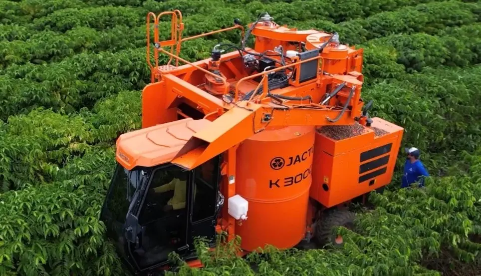 Café em queda: preço do conilon despenca e acende alerta no campo capixaba
