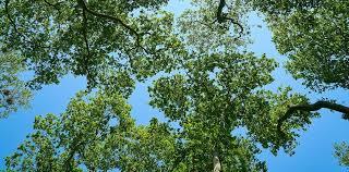 Chuva em excesso e impacto direto no campo: Incaper revela como foi o verão 2026 no ES