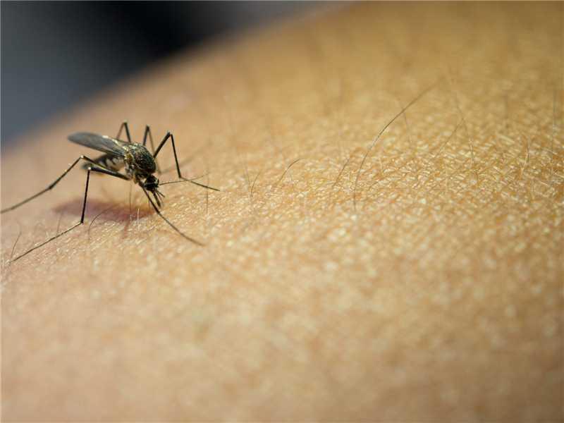 Dengue avança em Alfredo Chaves e acende alerta: 35 casos só em abril