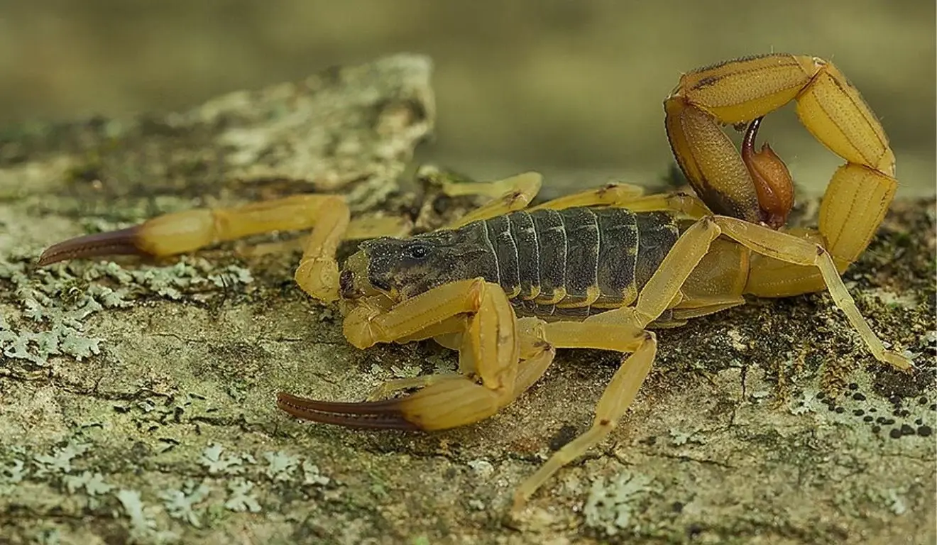 Escorpiões acendem alerta no ES: quase 90 ataques já foram registrados em 2026