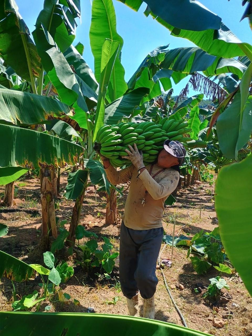 Internos iniciam colheita de 10 toneladas de banana em unidade prisional no ES
