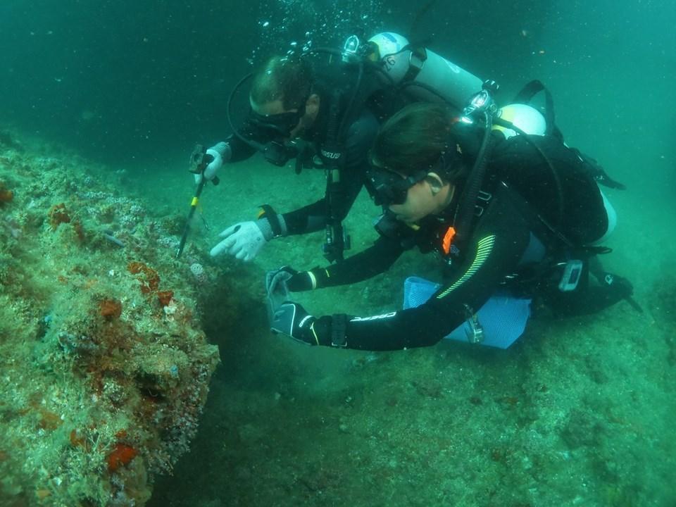 Invasor silencioso: quase 3 mil colônias de coral-sol já foram retiradas do litoral de Guarapari