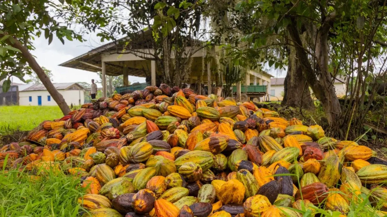 Nova lei do chocolate redefine mercado e pode valorizar cacau capixaba