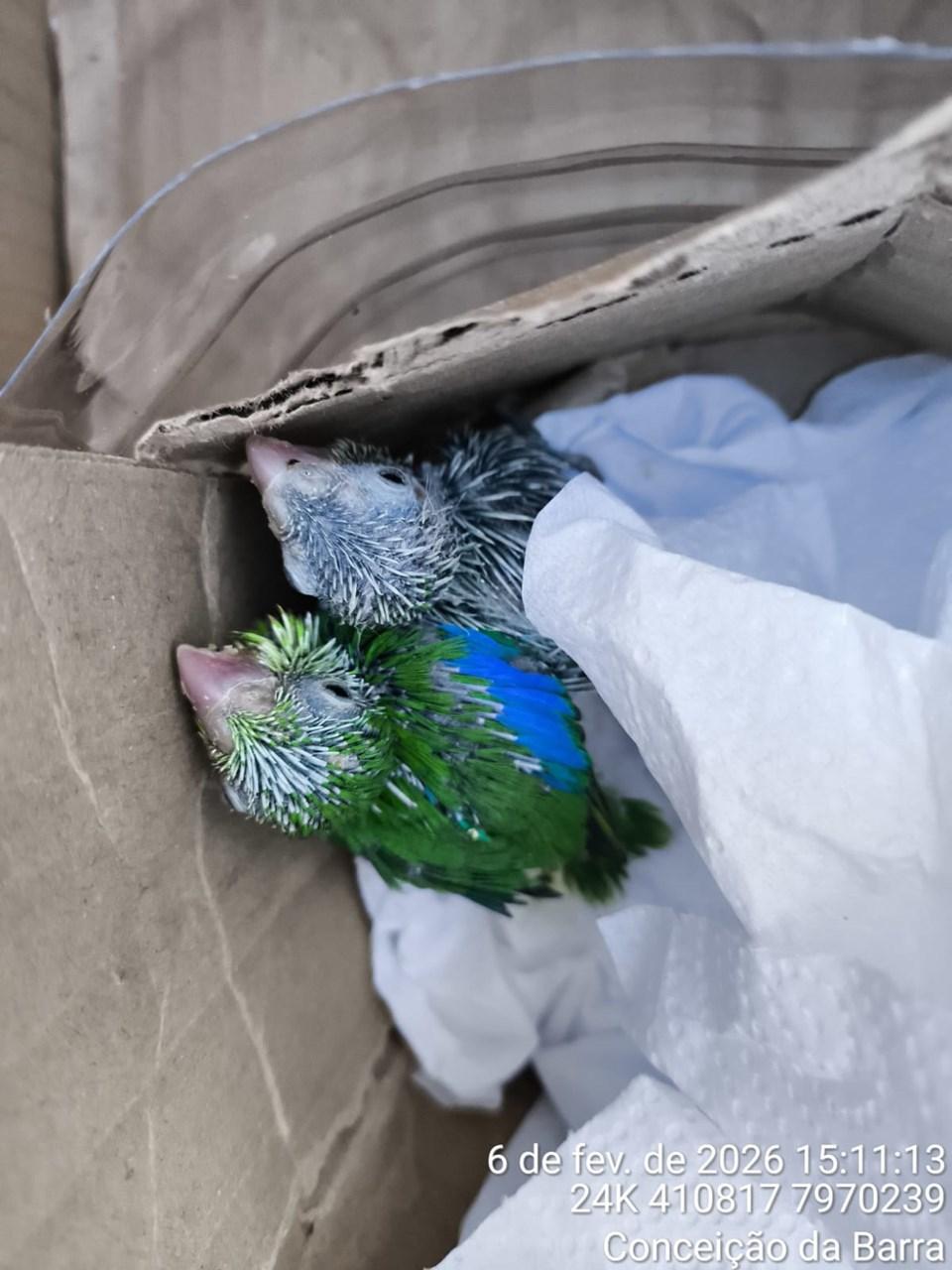 Resgate de fauna em Itaúnas reforça preservação e aproxima comunidade da natureza