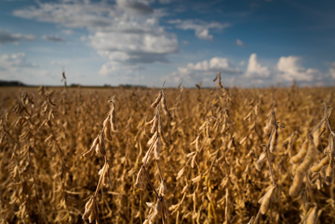 Reta final da soja exige atenção: doenças podem reduzir até 20% da safra