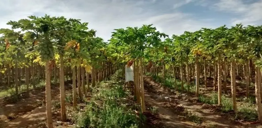 Acordo Mercosul-UE zera tarifa do mamão capixaba e amplia oportunidade para exportações