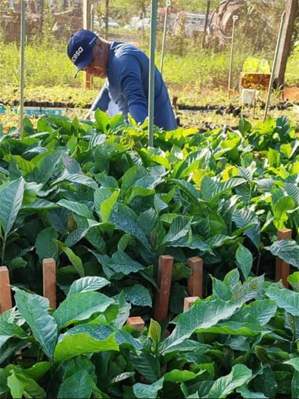 Alfredo Chaves inicia entrega de mudas de café e fortalece agricultura familiar no município