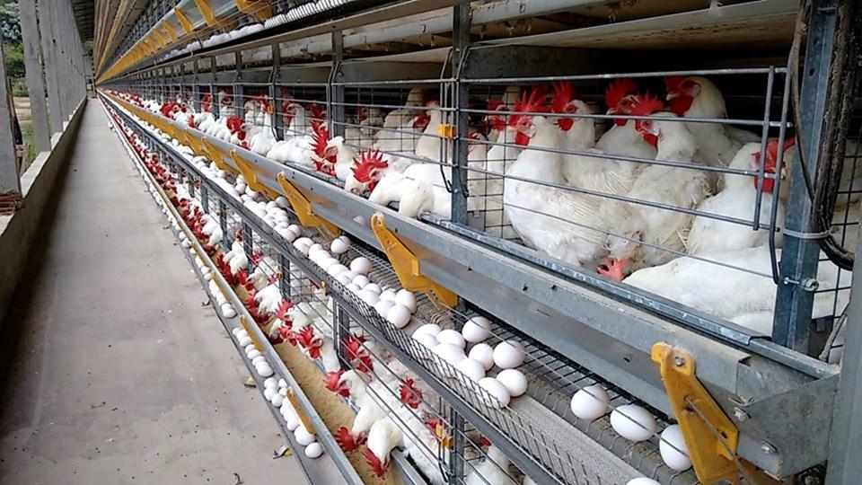 ES produz 145 ovos por segundo e se consolida como potência nacional da avicultura