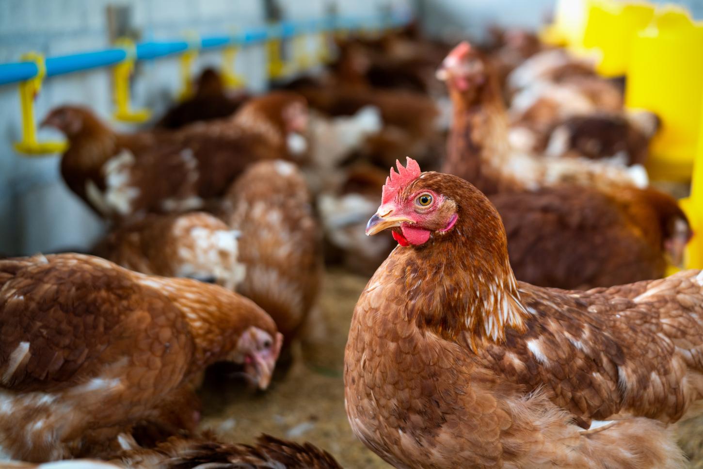 ES prorroga emergência zoossanitária para reforçar combate à gripe aviária