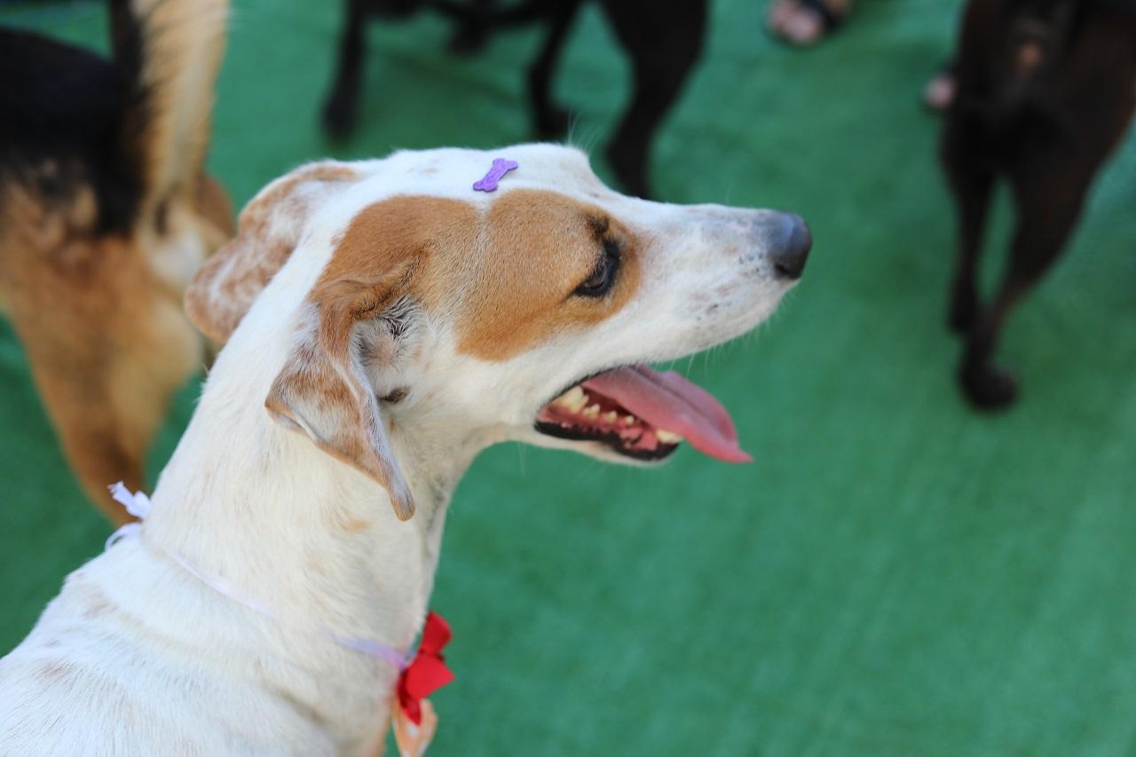 Feira de adoção em Cariacica vai buscar novos lares para cães resgatados neste sábado
