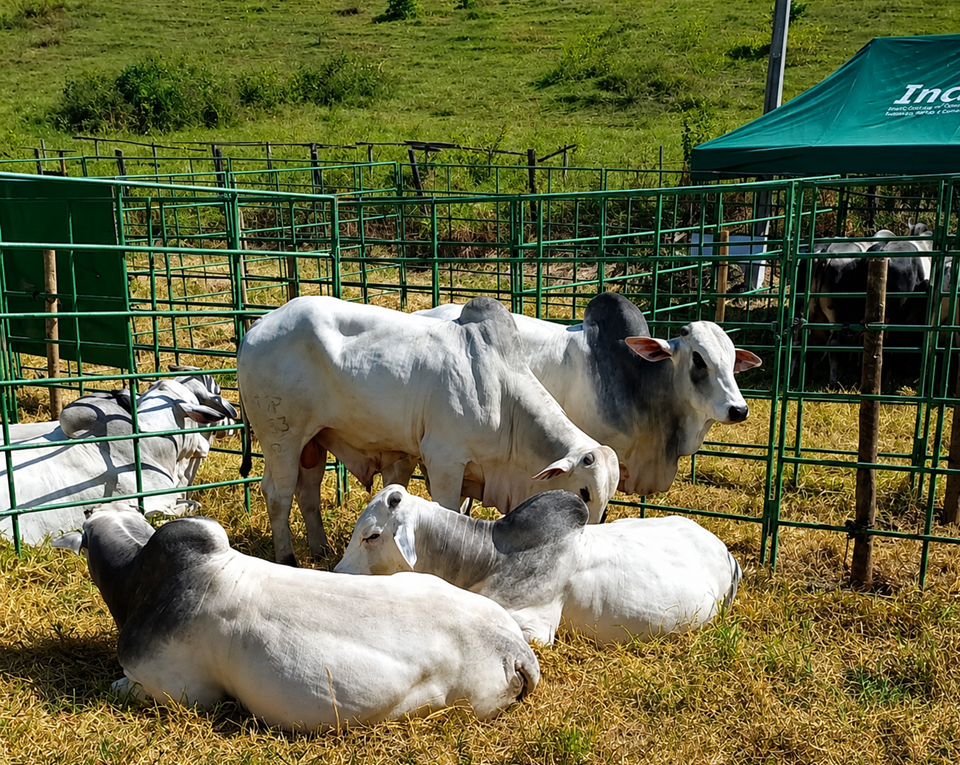 Feira Pró-Genética impulsiona pecuária no sul do ES com touros de alto padrão genético