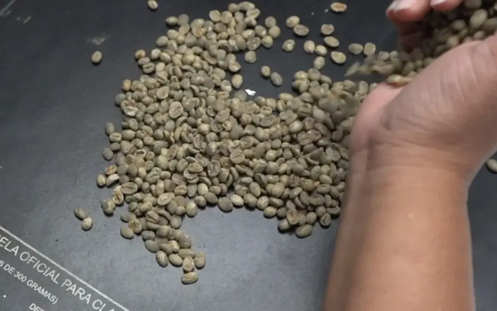 Nova classificação oficial do café promete mudar remuneração do produtor no Brasil