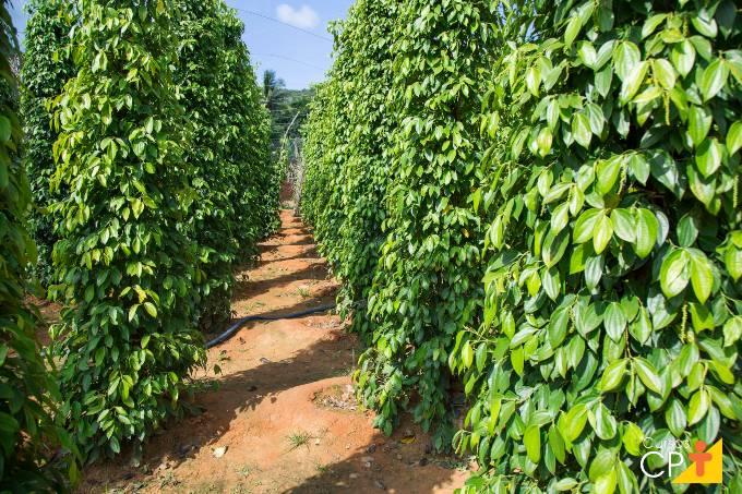 Pimenta-do-reino dispara no ES, bate recorde de exportações e fortalece posição global do Estado