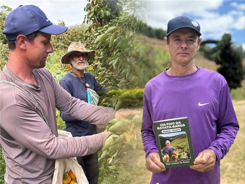 Série Alfredo Rural destaca produção de caqui e batata-baroa em Alfredo Chaves