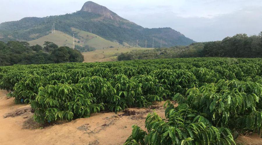 Vila Velha aposta no café conilon canela-verde e prepara primeira grande safra para 2027