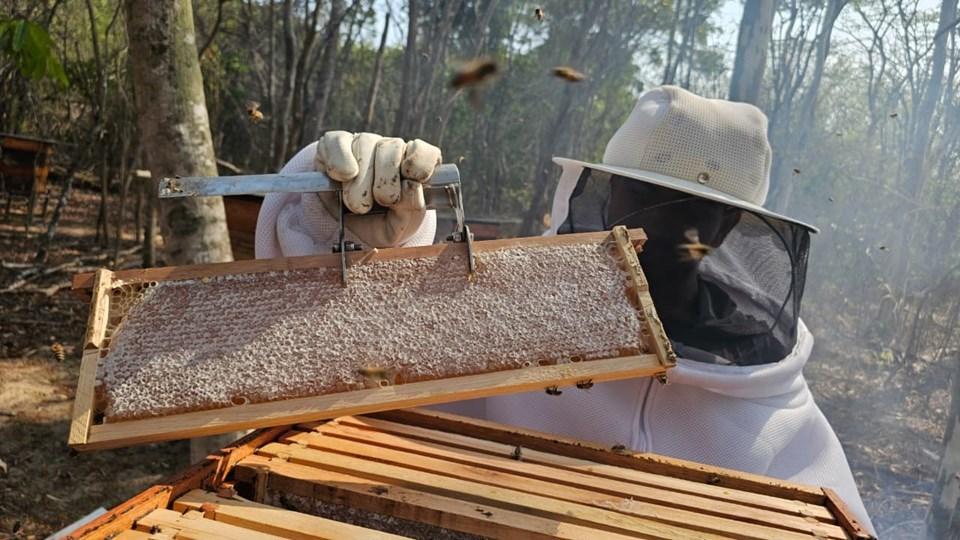 Artigo científico destaca avanços e desafios da apicultura no Norte do Espírito Santo