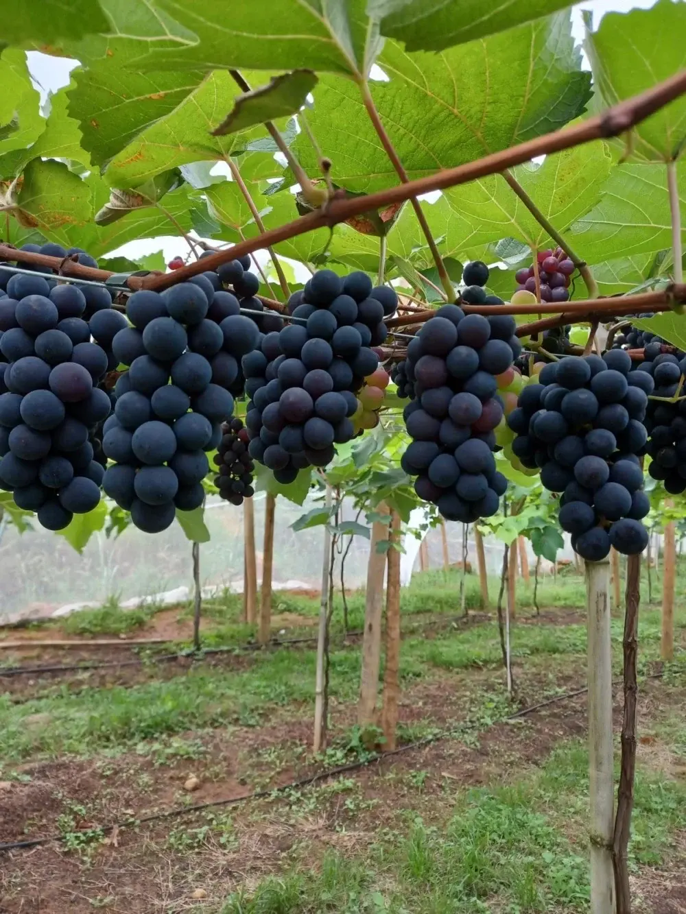 De Linhares para o turismo rural: colheita de uvas vira atração e impulsiona nova economia no Espírito Santo