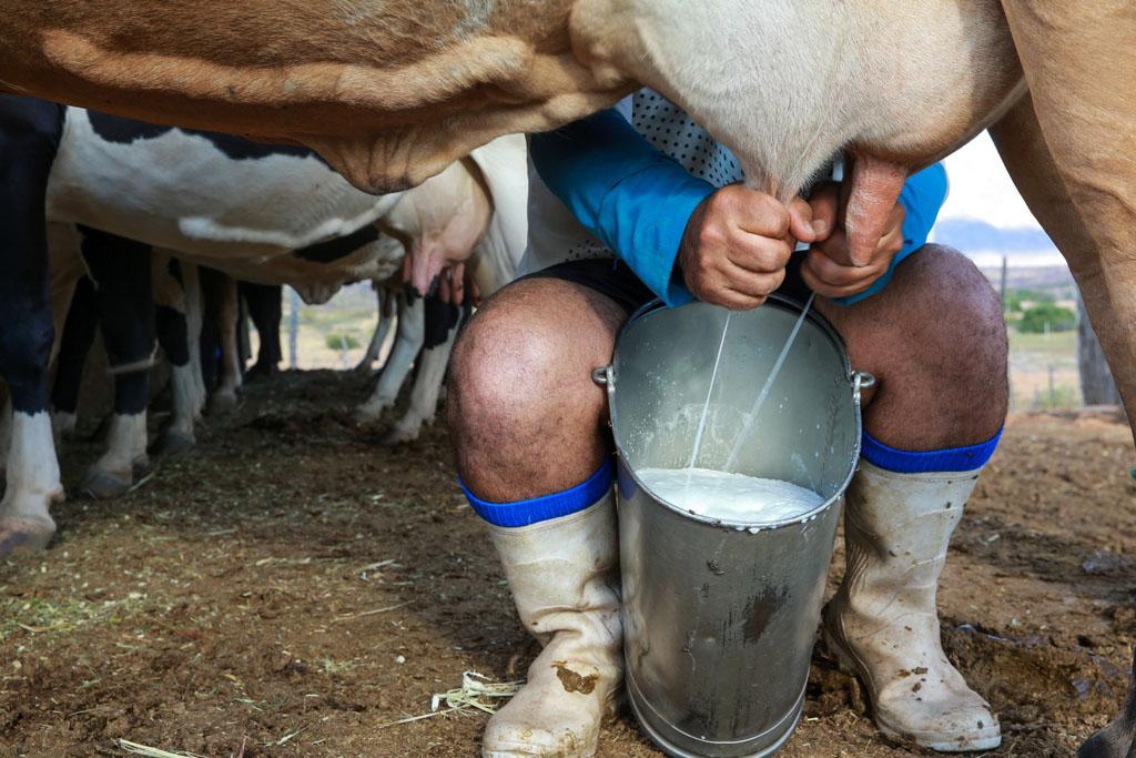 Dia Mundial do Leite destaca sustentabilidade e fortalecimento da pecuária leiteira capixaba