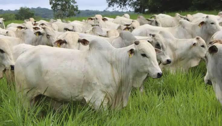 Exponel Ouro coloca o Espírito Santo no centro da genética bovina nacional