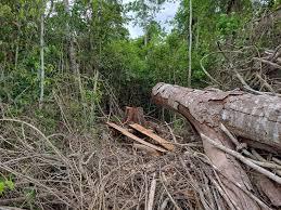 Idaf conquista prêmio nacional por monitoramento florestal e combate ao desmatamento ilegal