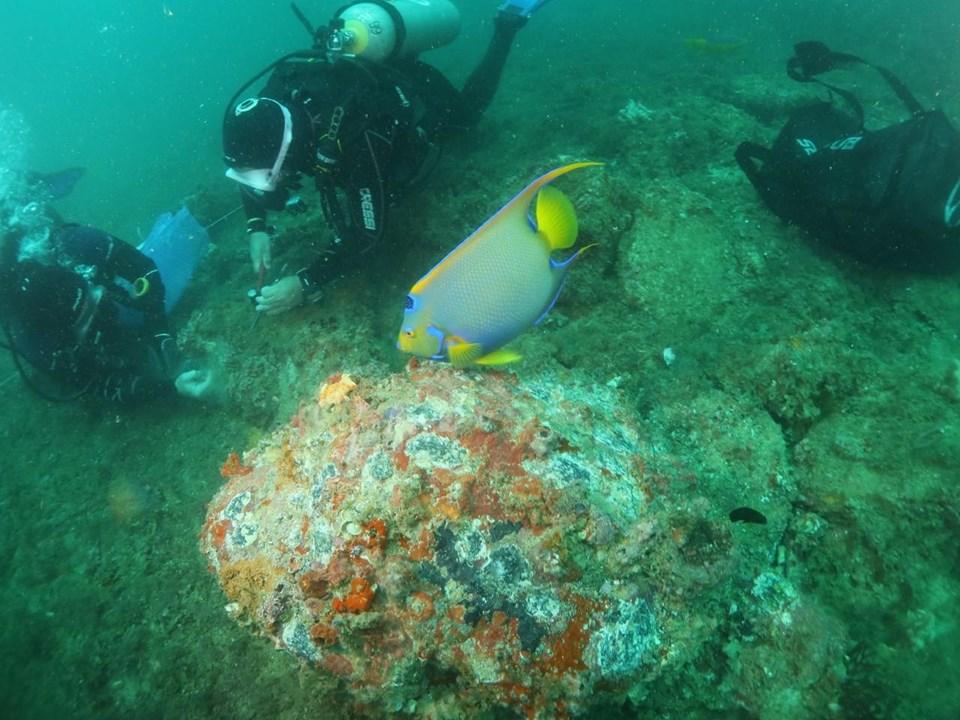 Iema remove mais de 6 mil colônias de coral-sol e recupera ecossistemas marinhos no Espírito Santo